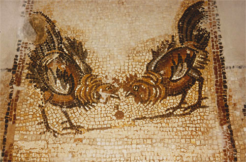 Fighting cocks in the treshhold mosaic